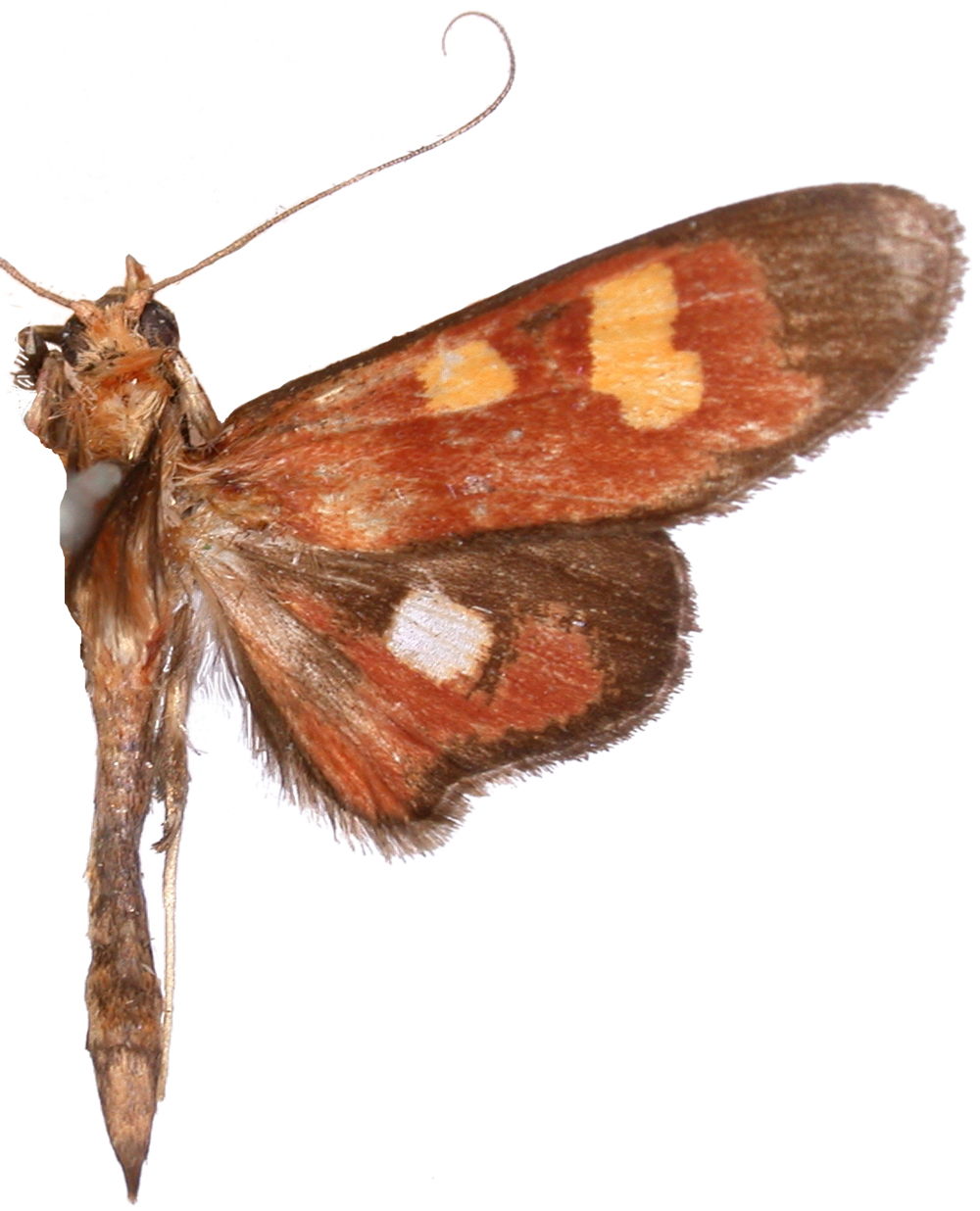 Chalcidoptera sp. 1