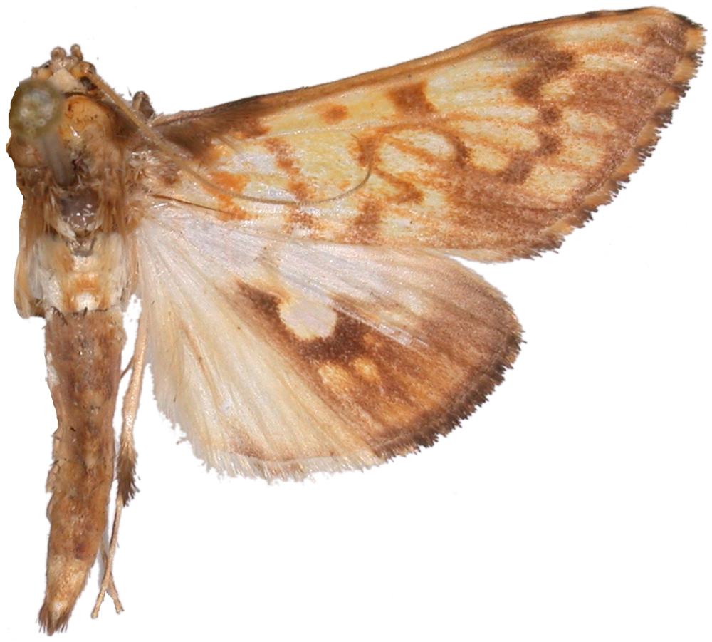 "Chalcidoptera" appensalis