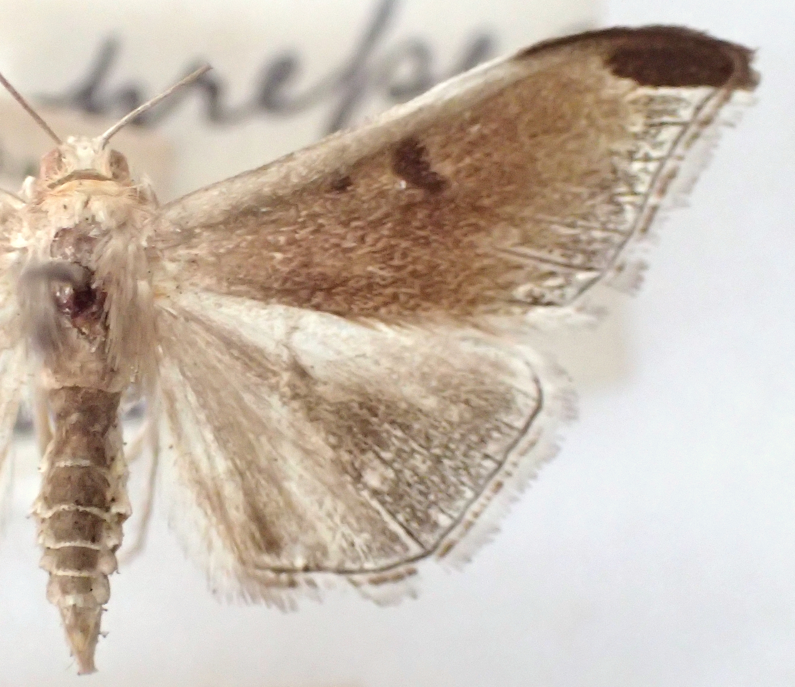 Charitoprepes lubricosa Warren