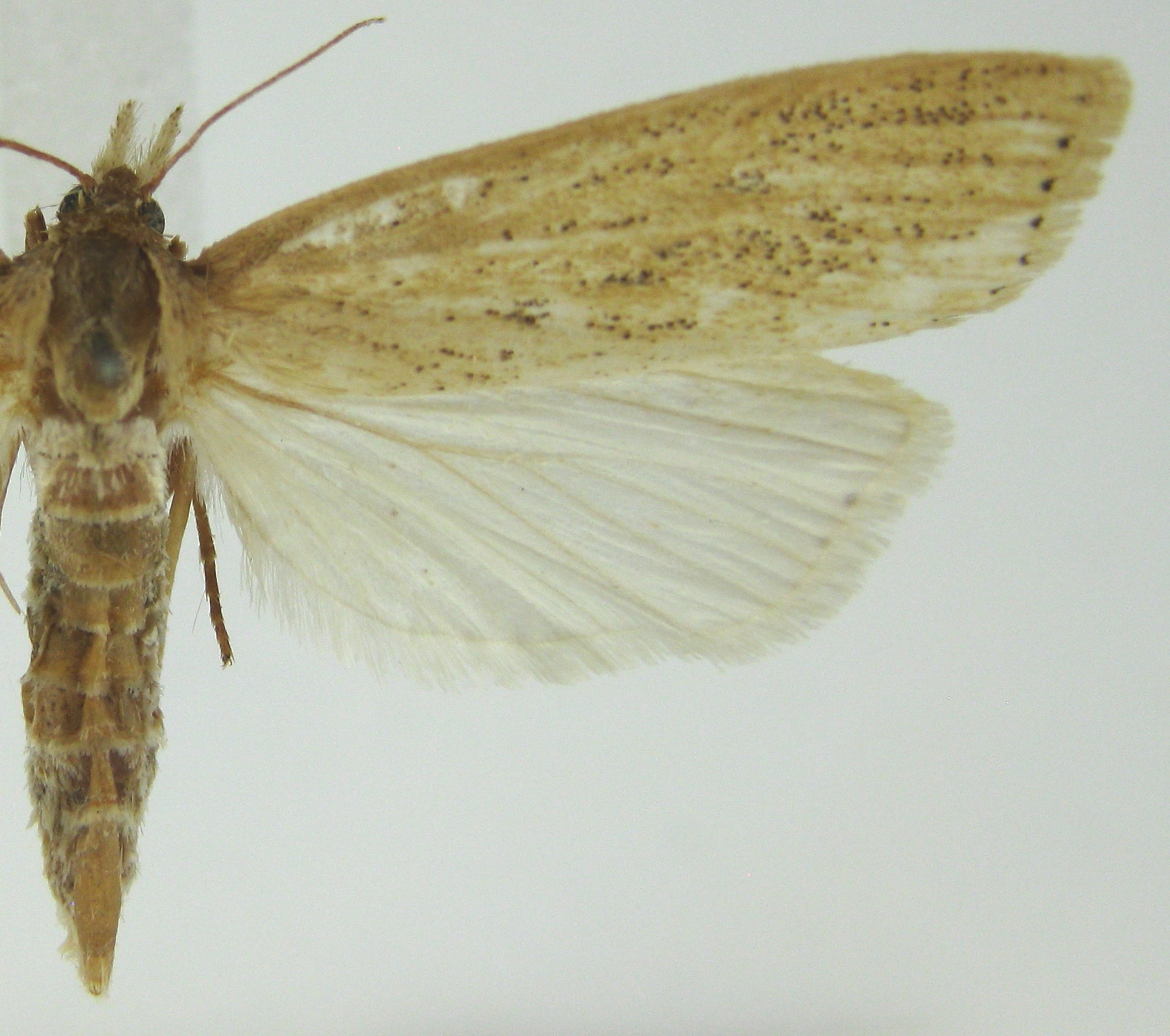 Chilo suppressalis Walker specimen plate
