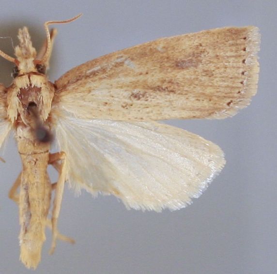 Chilo suppressalis Walker