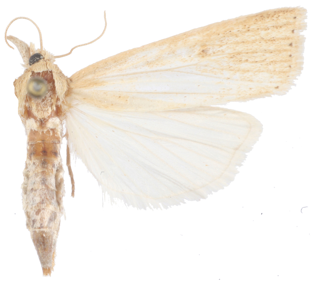 Chilo sp. 1