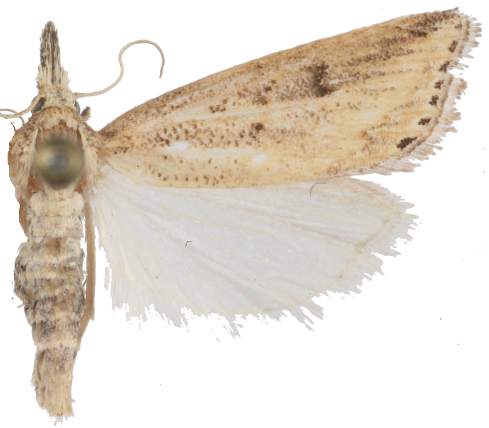 Chilo sp. 2