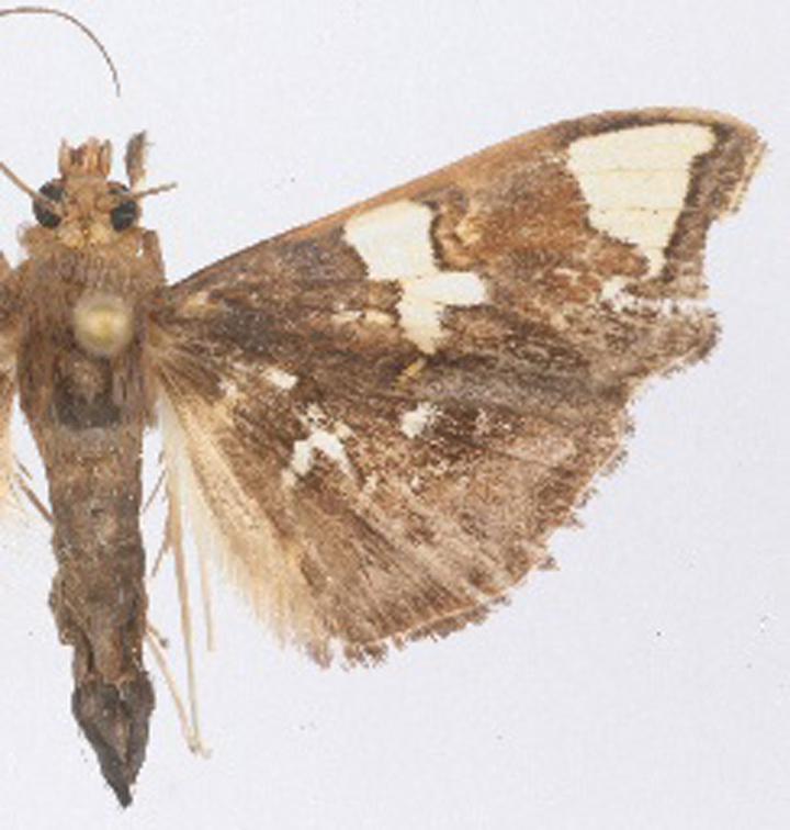 Chrysothyridia sp. 1
