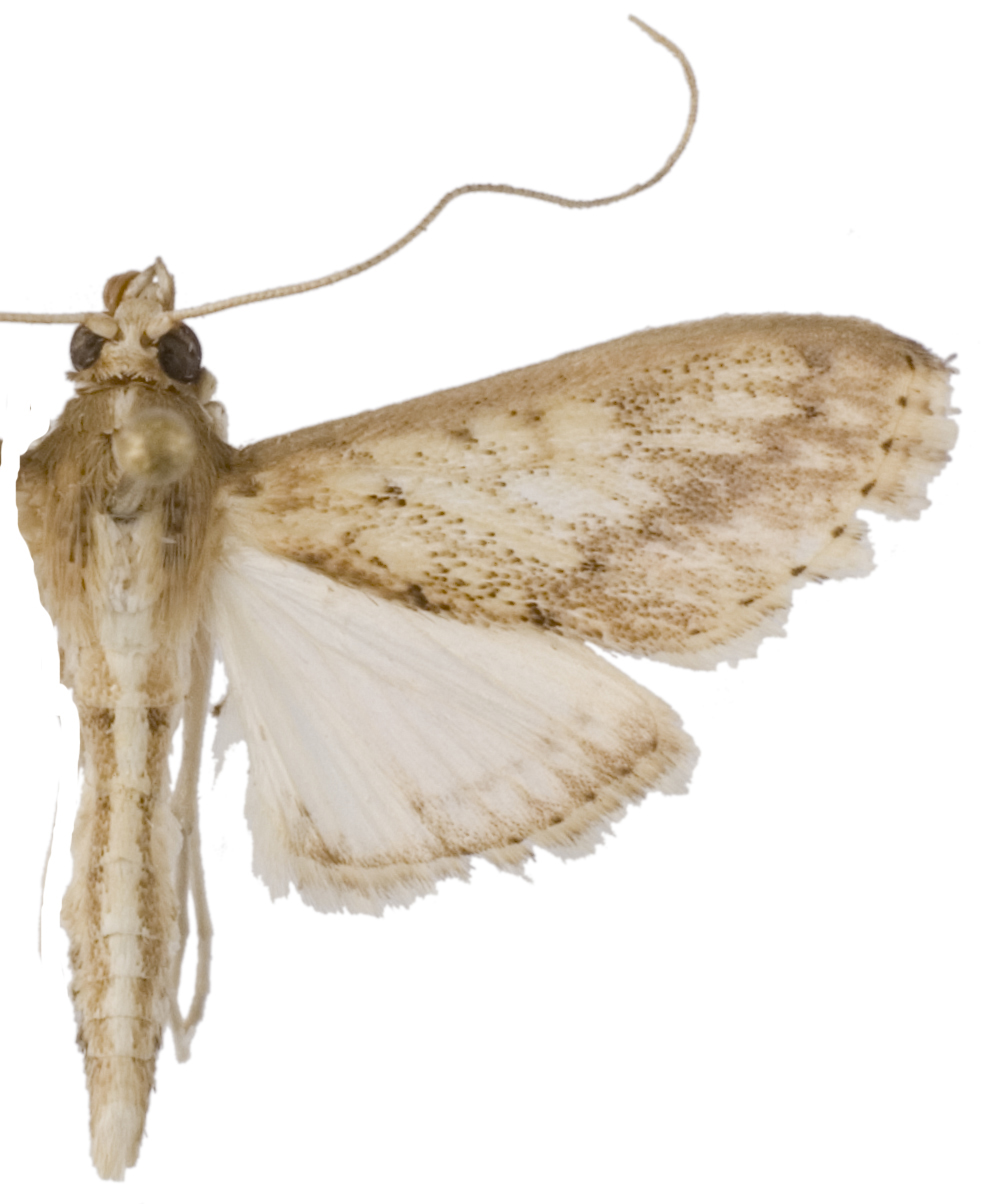 Circobotys sp. 1