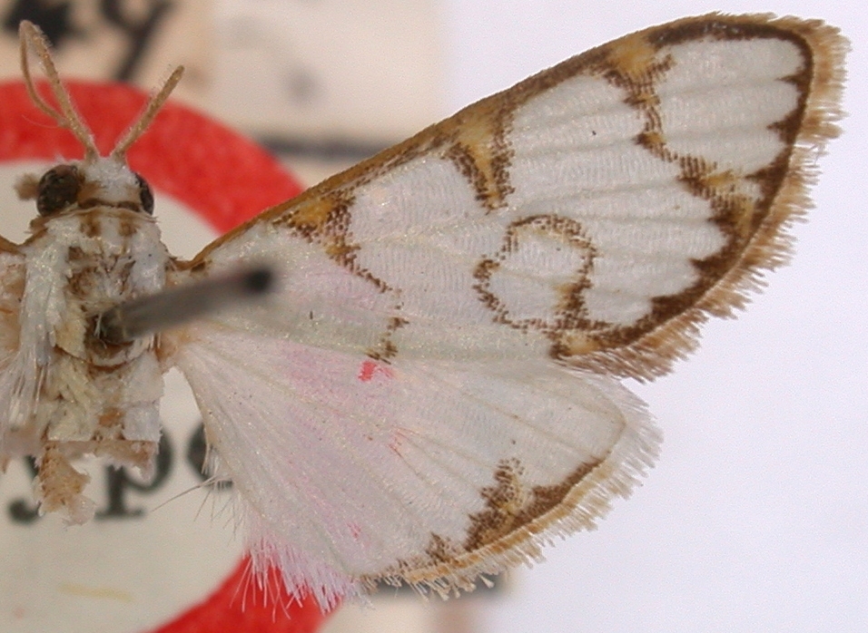 Cirrhochrista annulifera Hampson