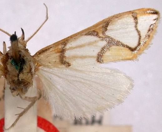 Cirrhochrista mnesidora Meyrick
