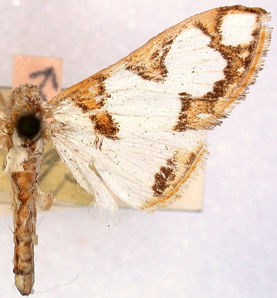 Cirrhochrista pulchellalis Lederer