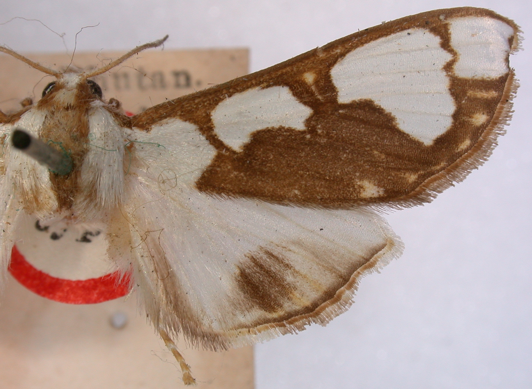 Cirrhochrista semibrunnea Hampson