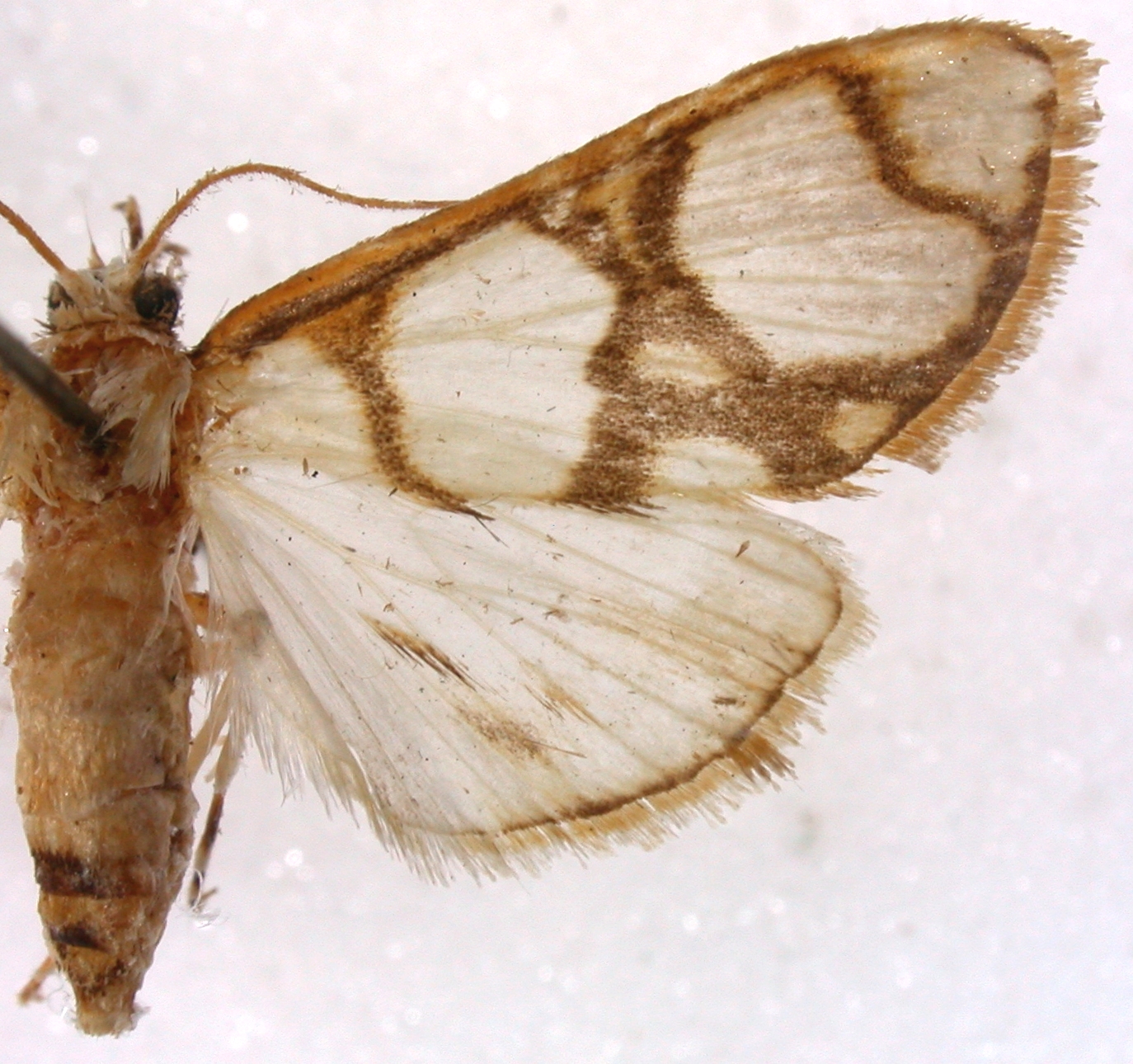 Cirrhochrista sp. 4