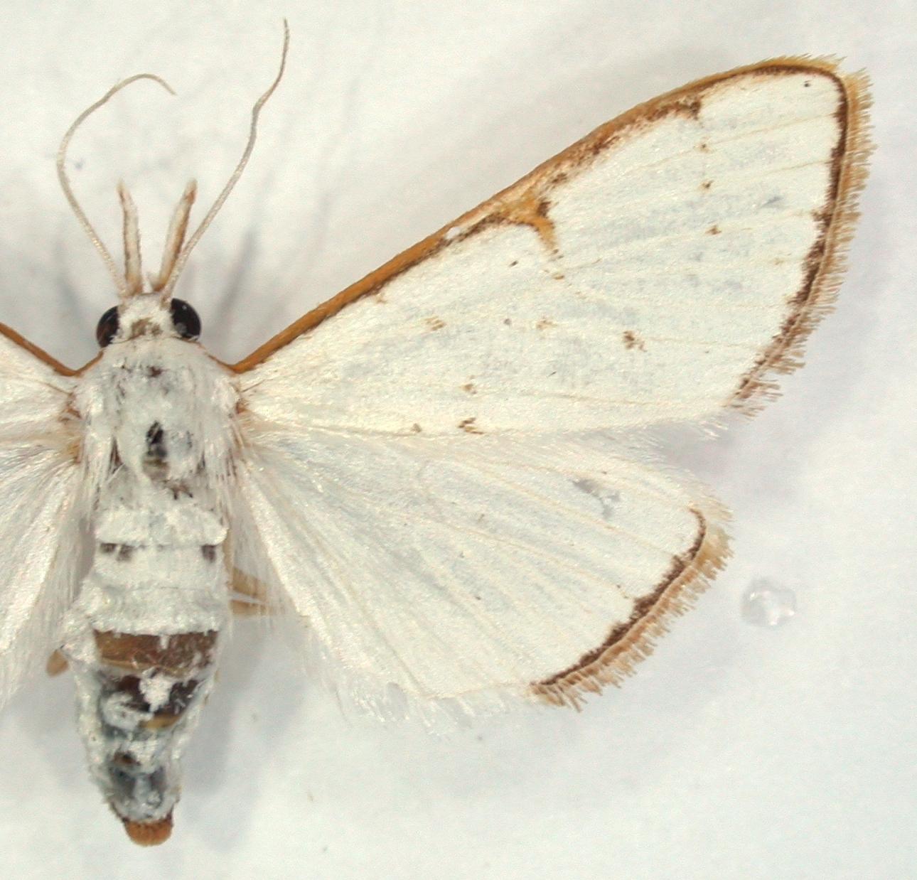 Cirrhochrista sp. 5