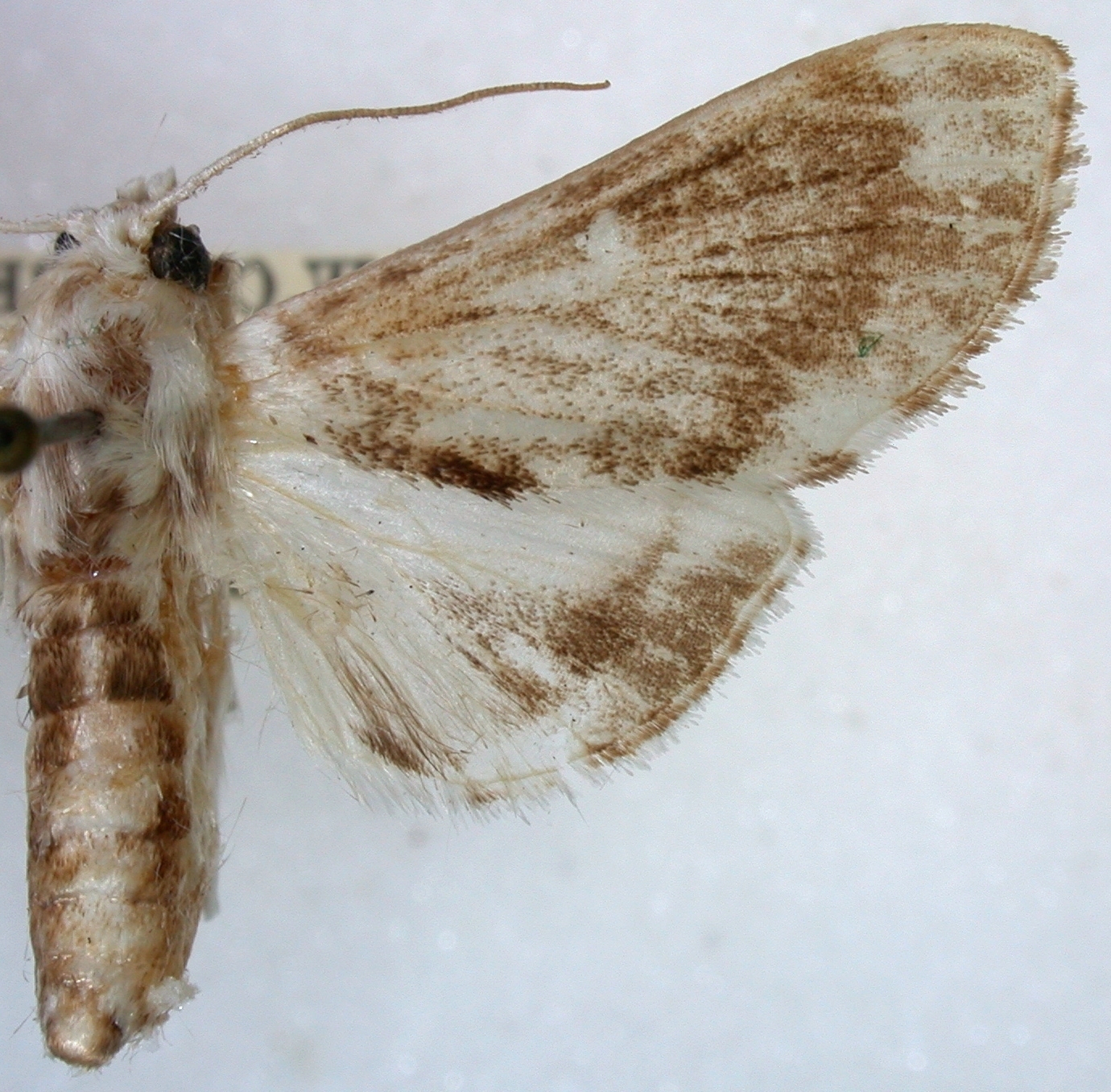 Cirrhochrista sp. 8