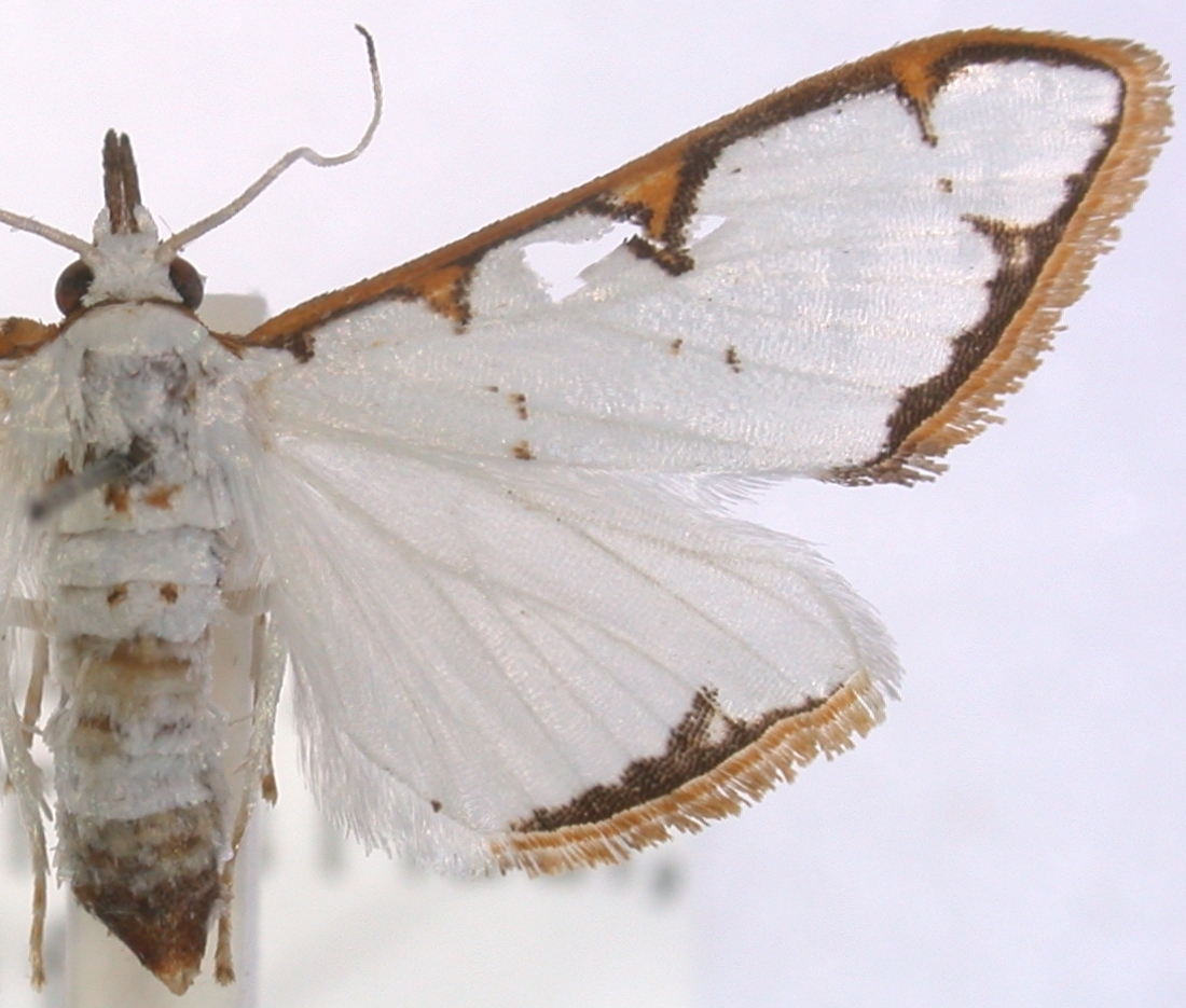 Cirrhochrista sp. 9