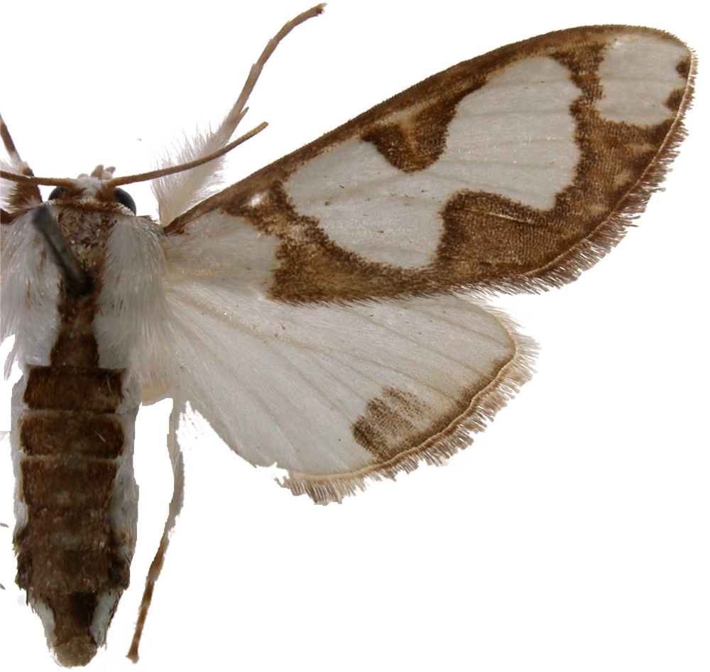Cirrhochrista sp. 1