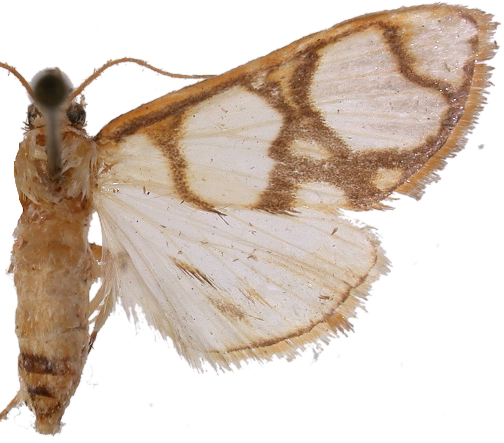 Cirrhochrista sp. 2