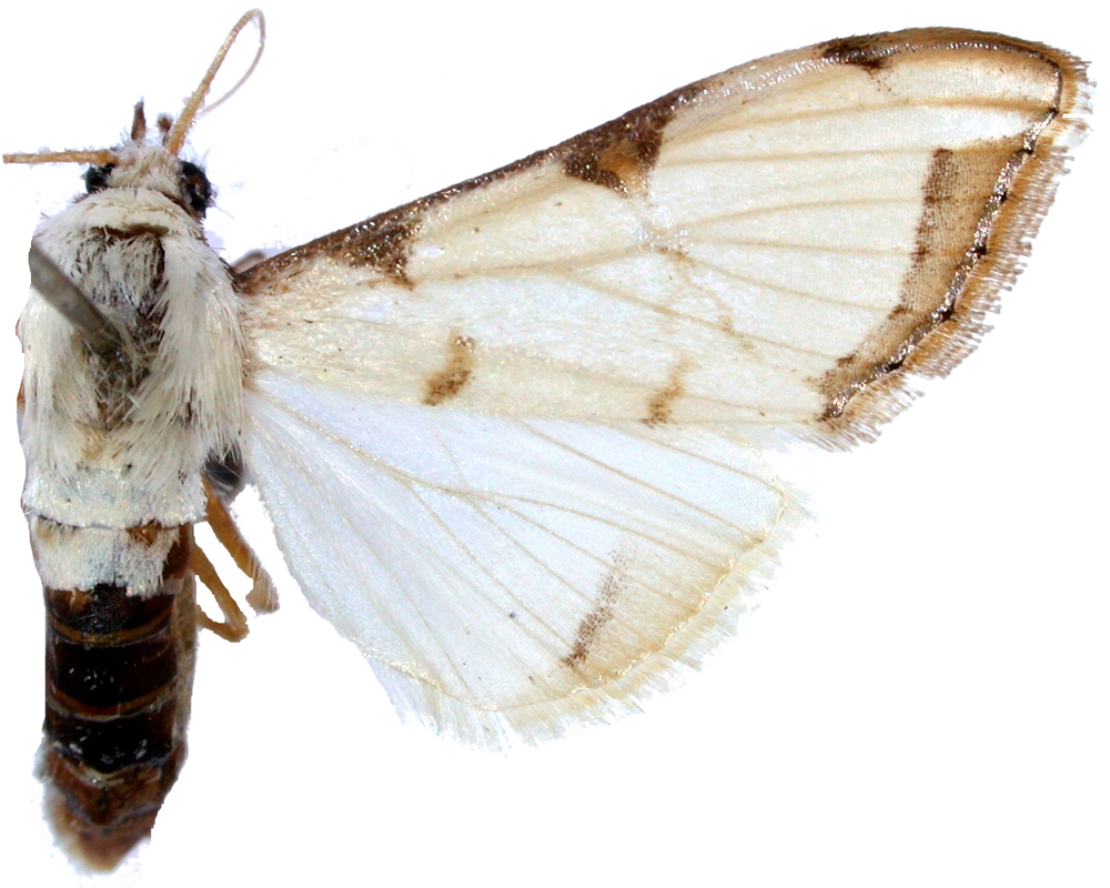 Cirrhochrista sp. 3