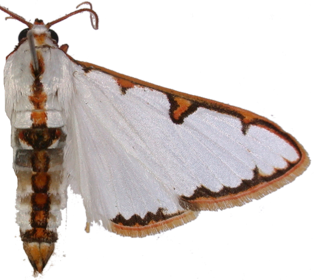 Cirrhochrista sp. 6