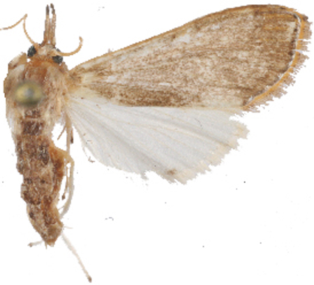 Cirrhochrista sp. 7