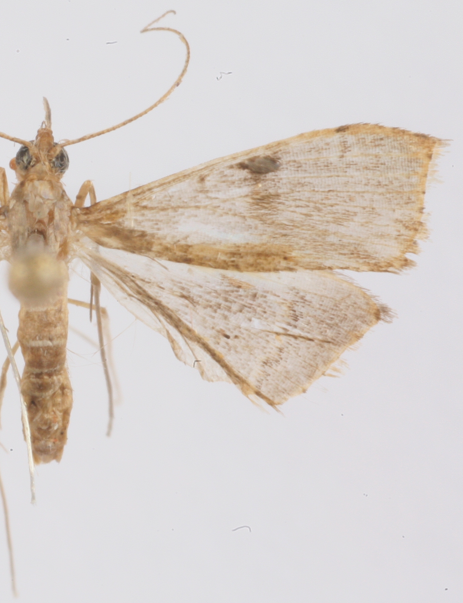 Clupeosoma microthyrale Munroe