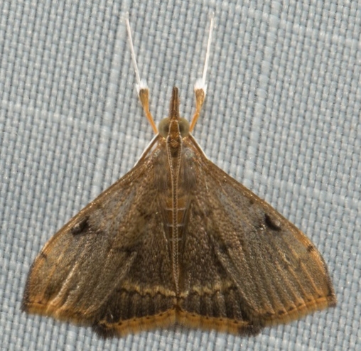 Clupeosoma sp. 4