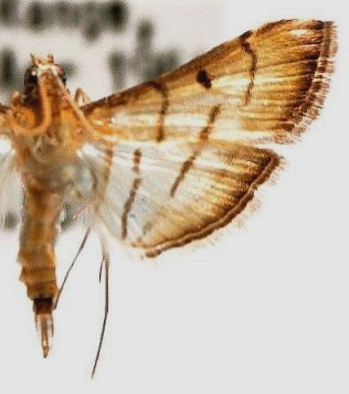 Cnaphalocrocis bilinealis Hampson