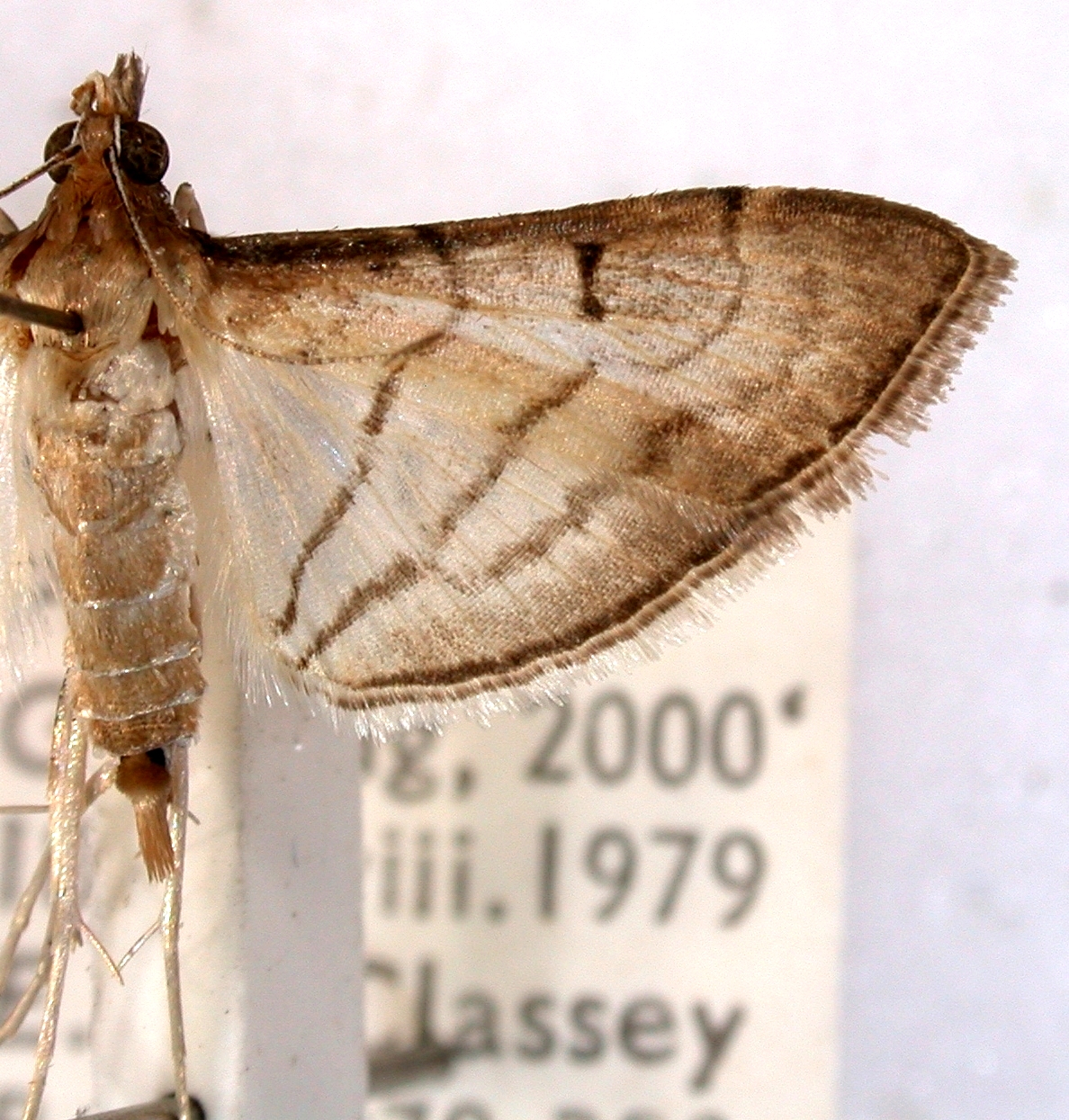 Cnaphalocrocis suspicalis Walker