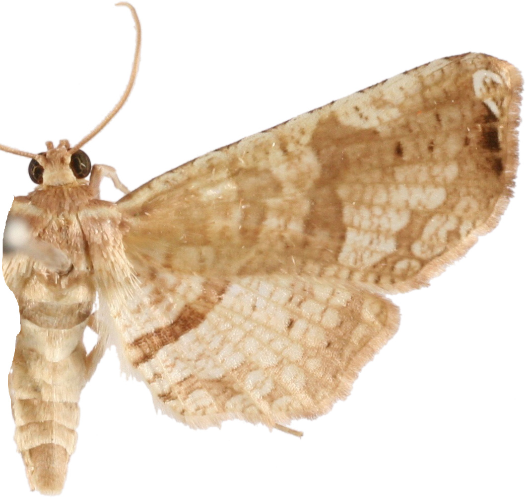 Collinsa acutalis Walker1866