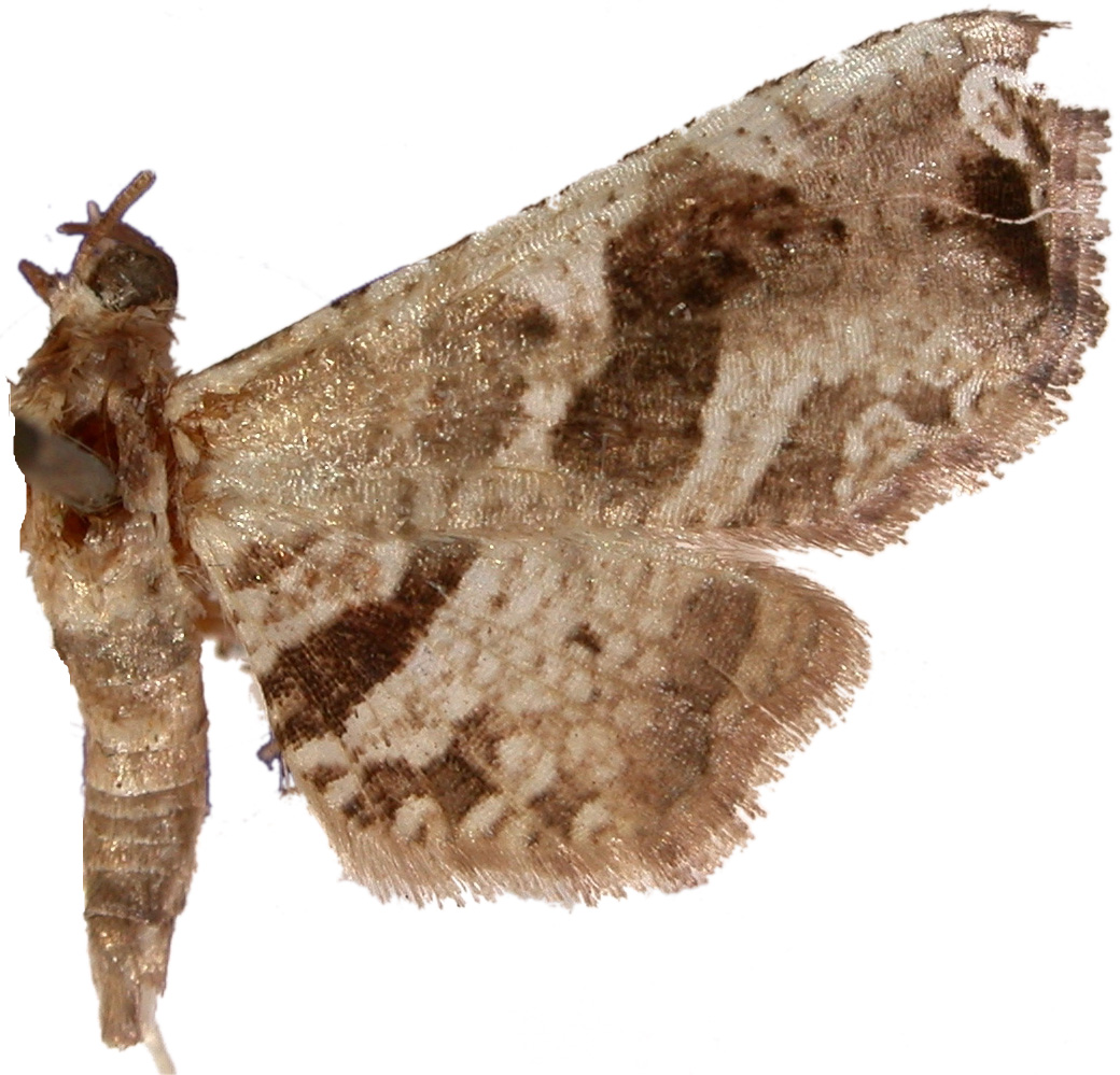 Collinsa ancylosema Meyrick