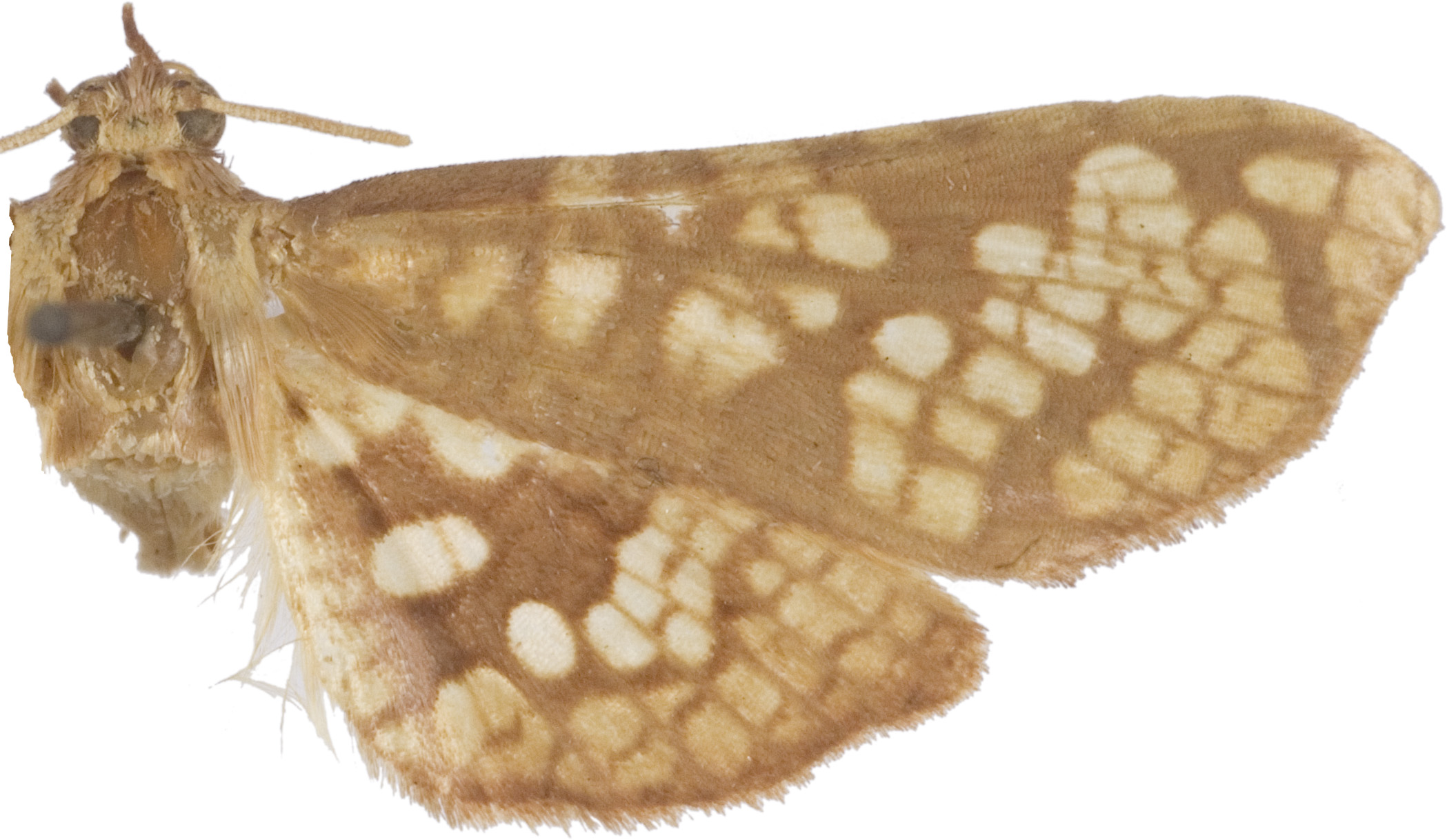 Collinsa cellulata Warren
