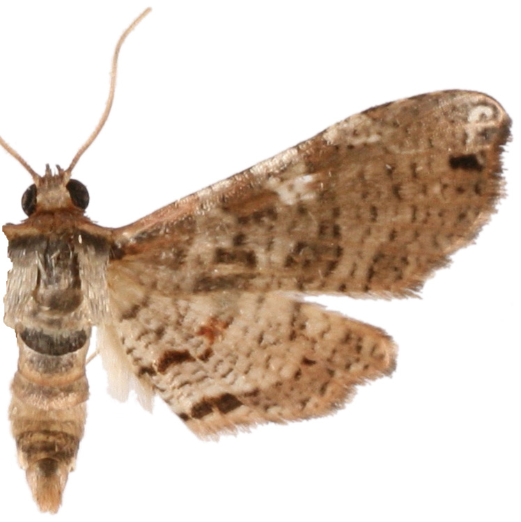 Collinsa commanotata Warren