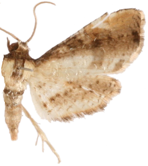 Collinsa decoratalis Warren