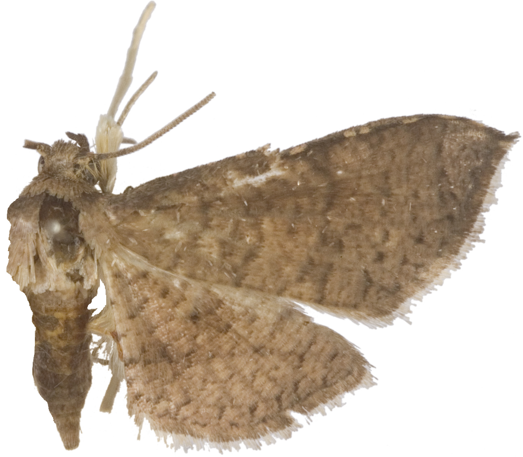 Collinsa rhodosticta Swinhoe