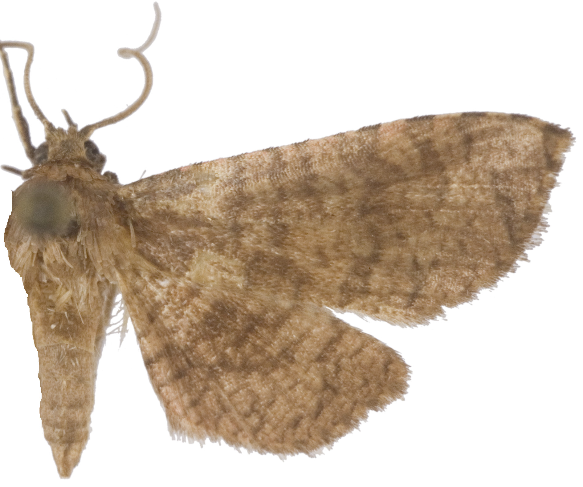 Collinsa roseopuncta Warren
