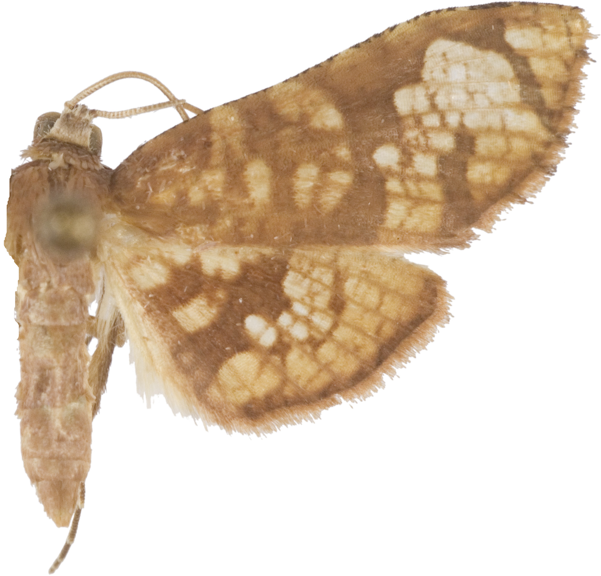 Collinsa semiperforata Warren