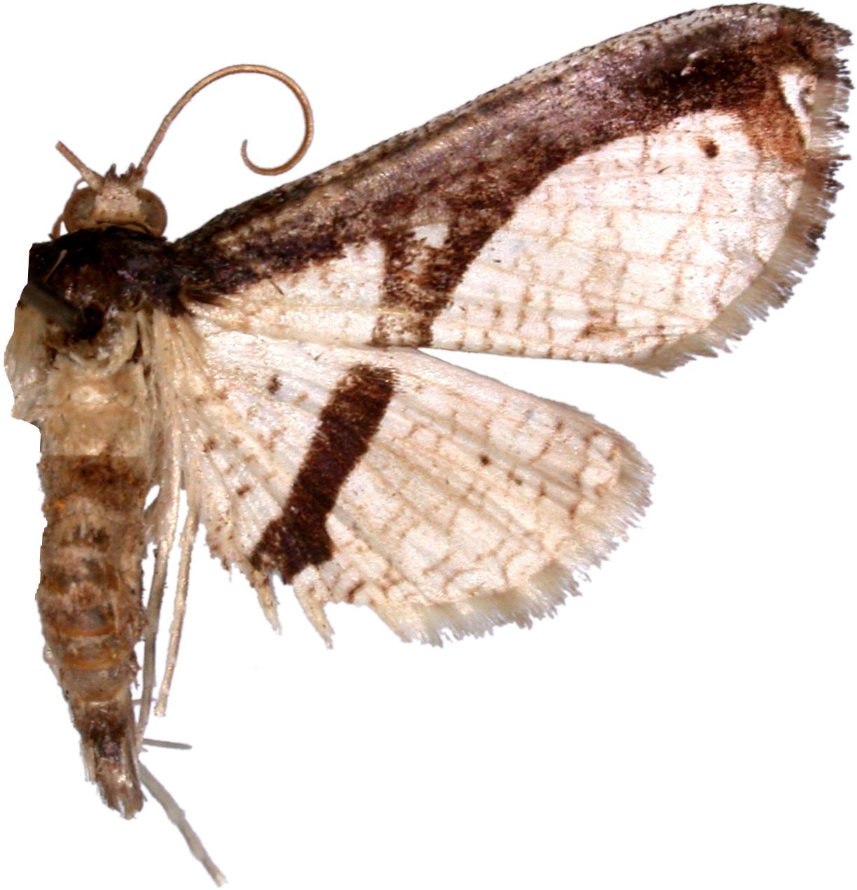 Collinsa sp. 1