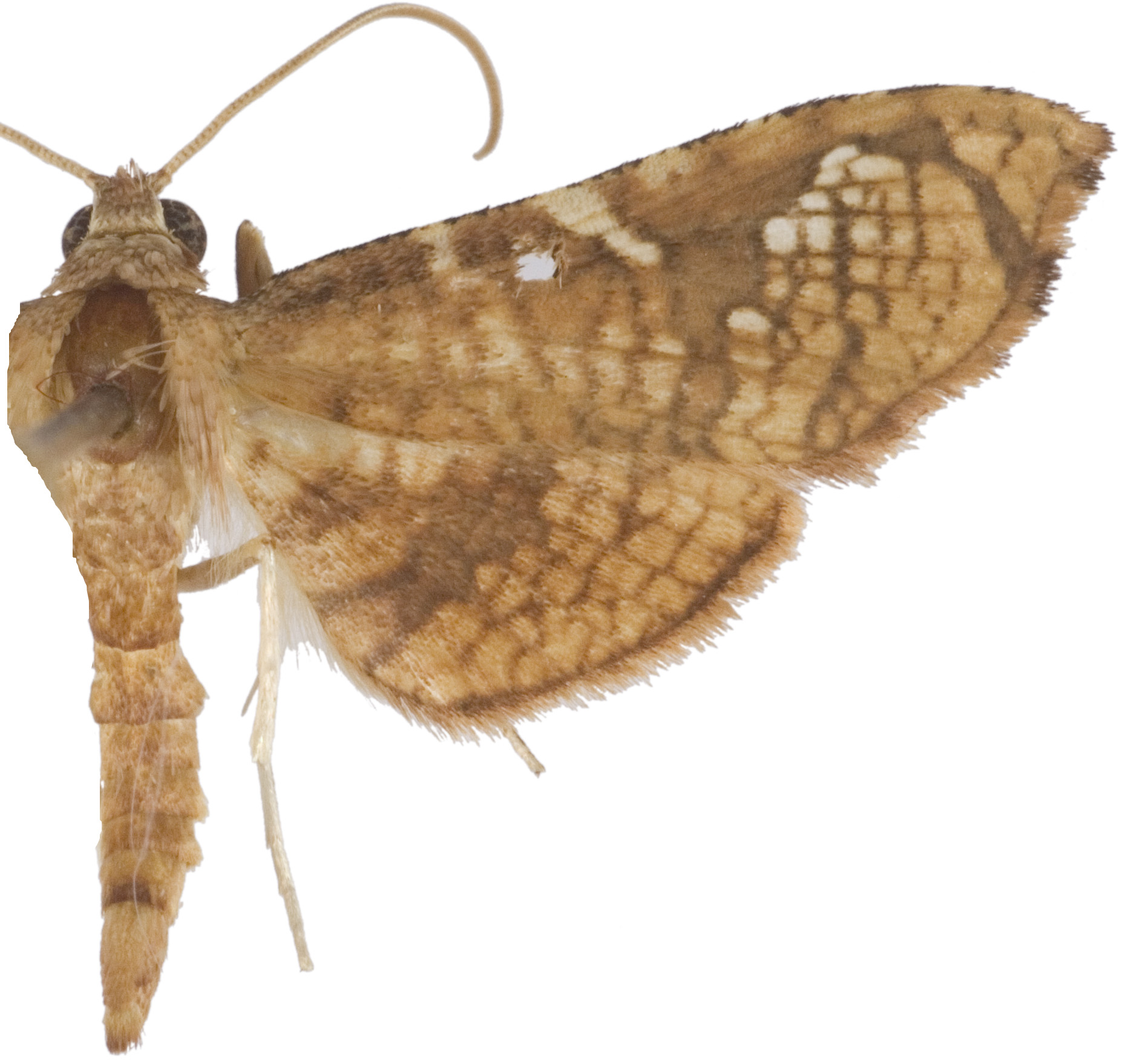 Collinsa sp. 13