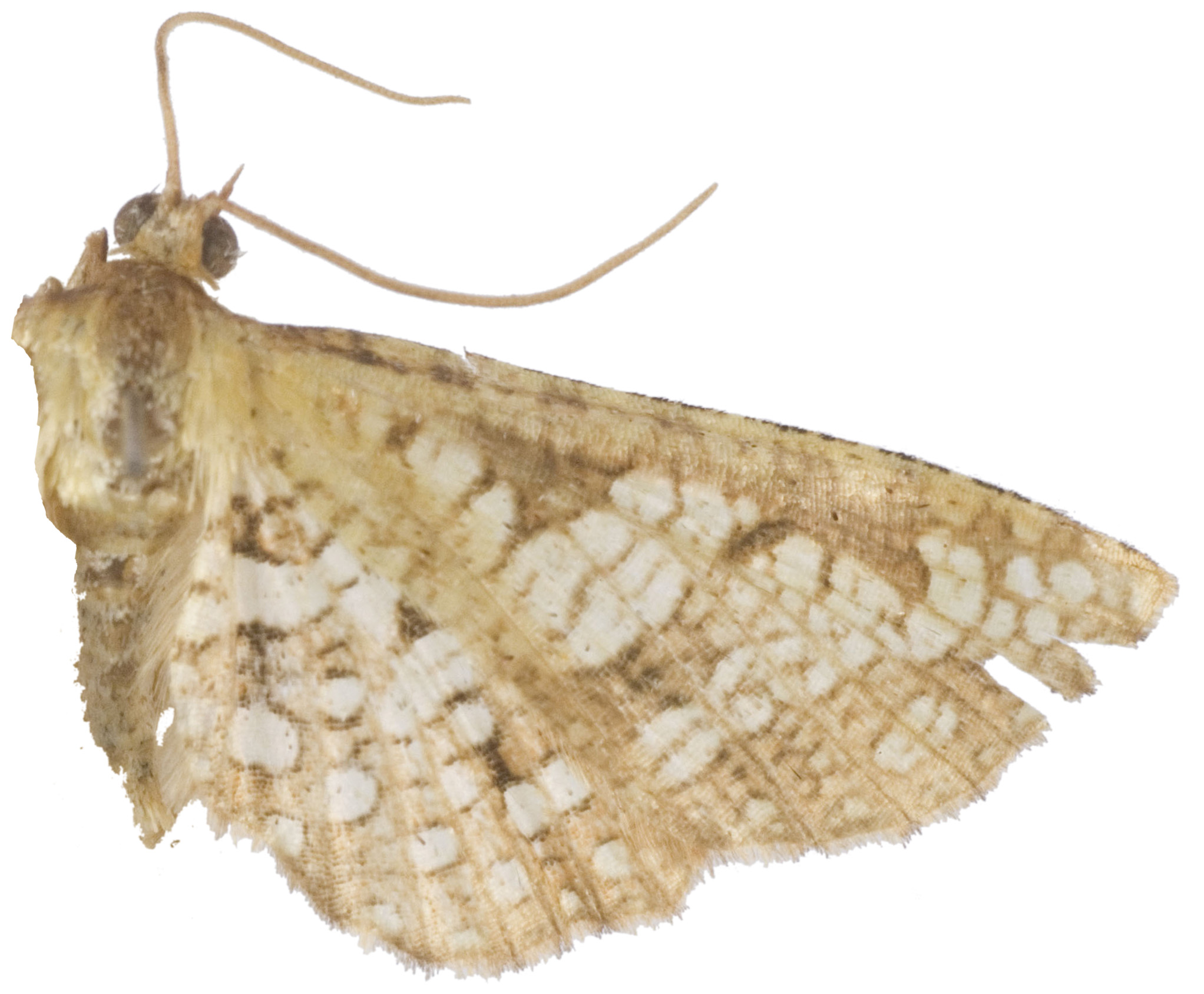 Collinsa sp. 14