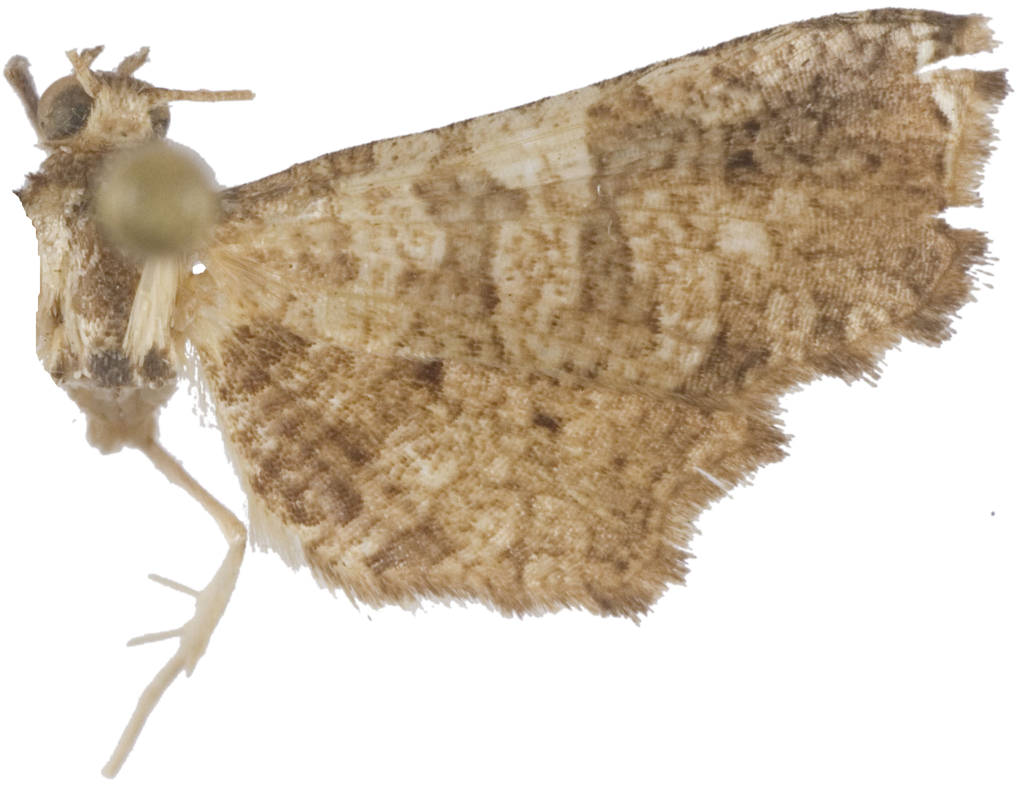 Collinsa sp. 15