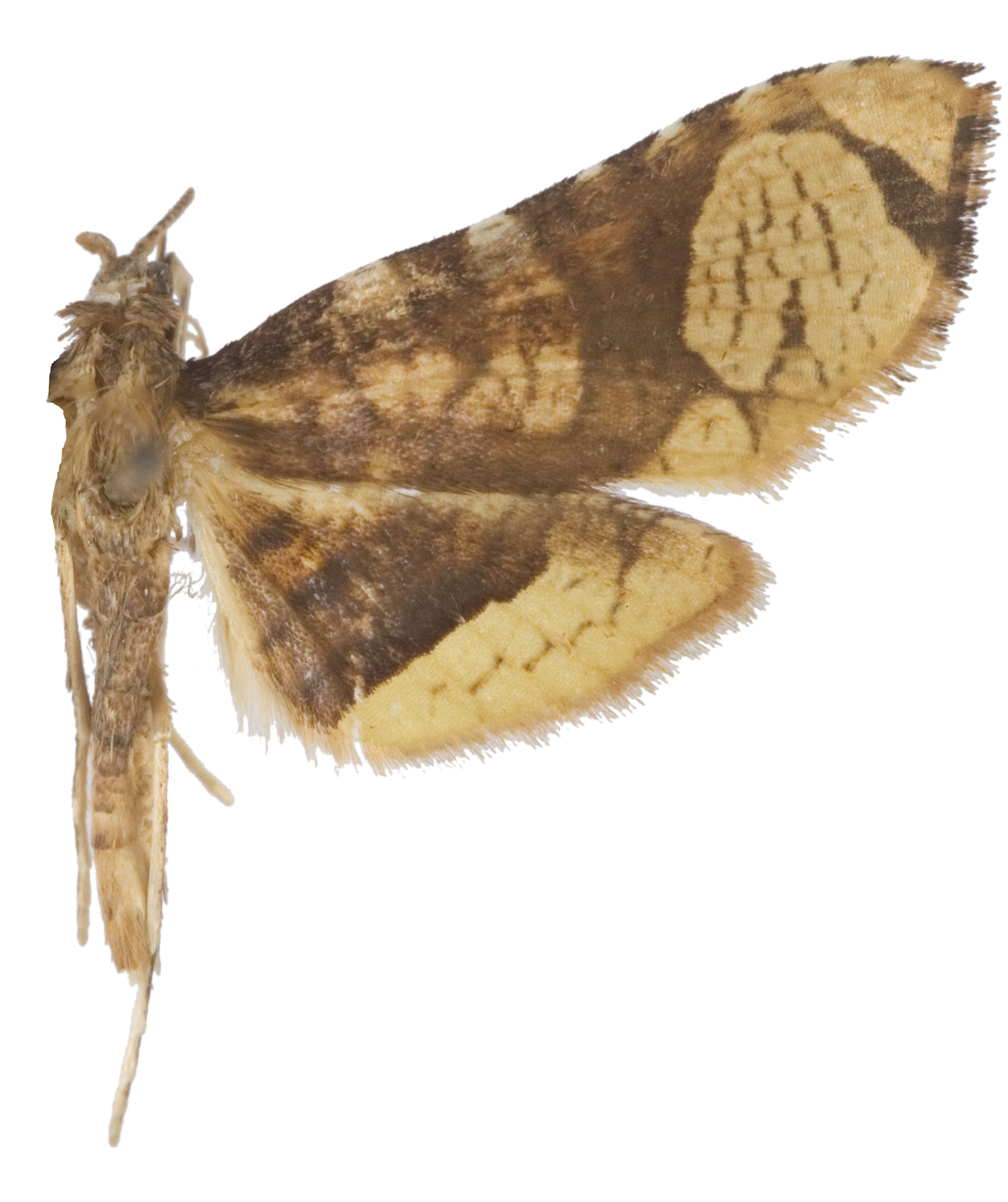Collinsa sp. 16 specimen plate