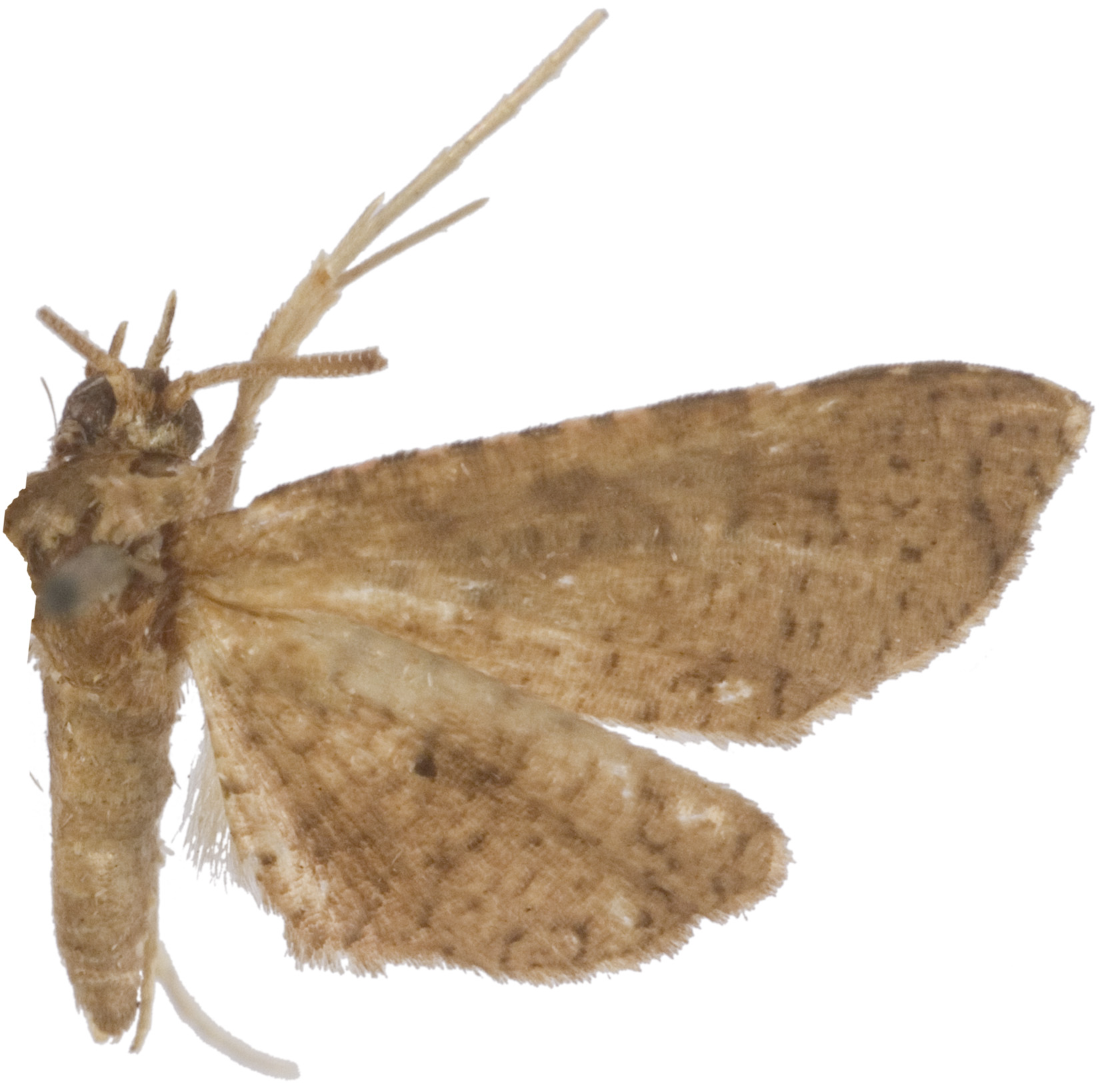 Collinsa sp. 17