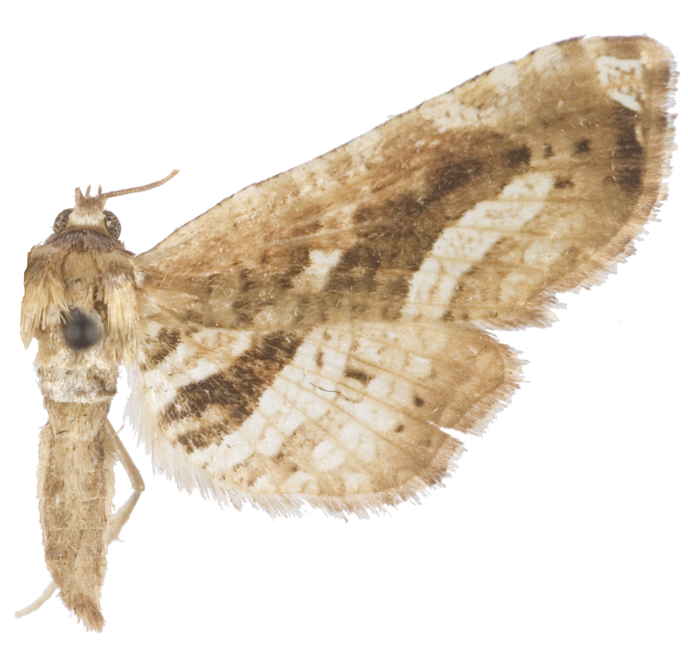 Collinsa sp. 18