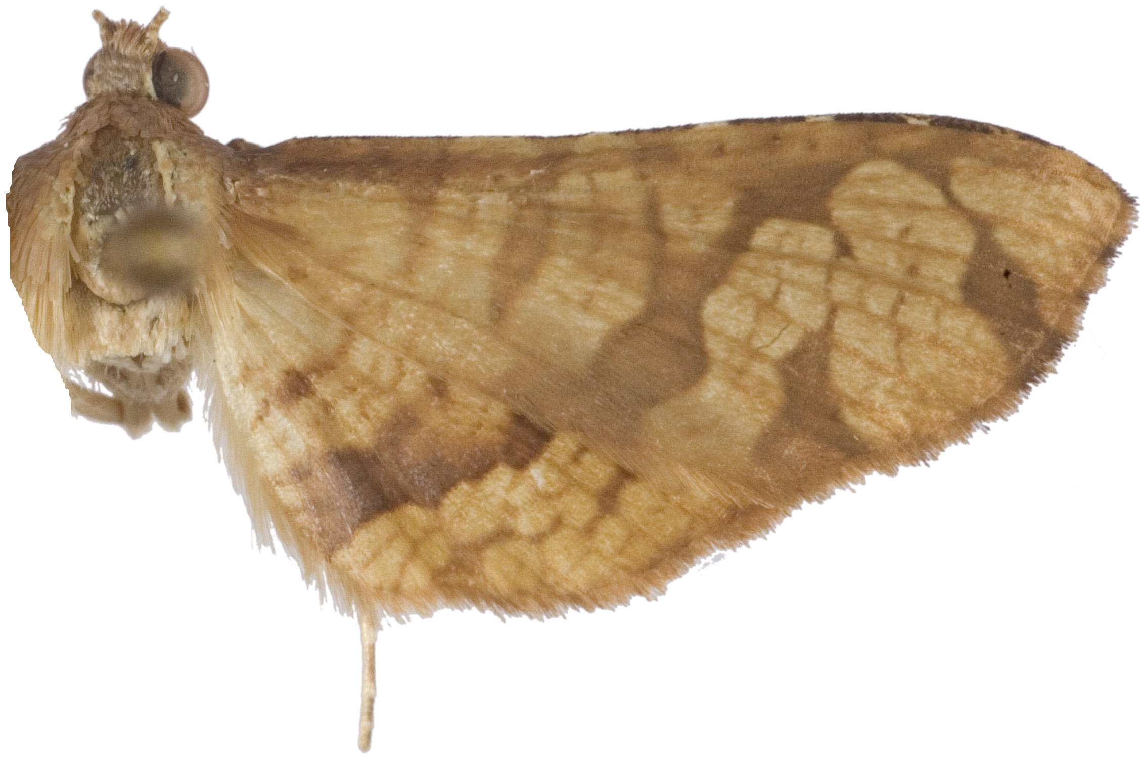 Collinsa sp. 19