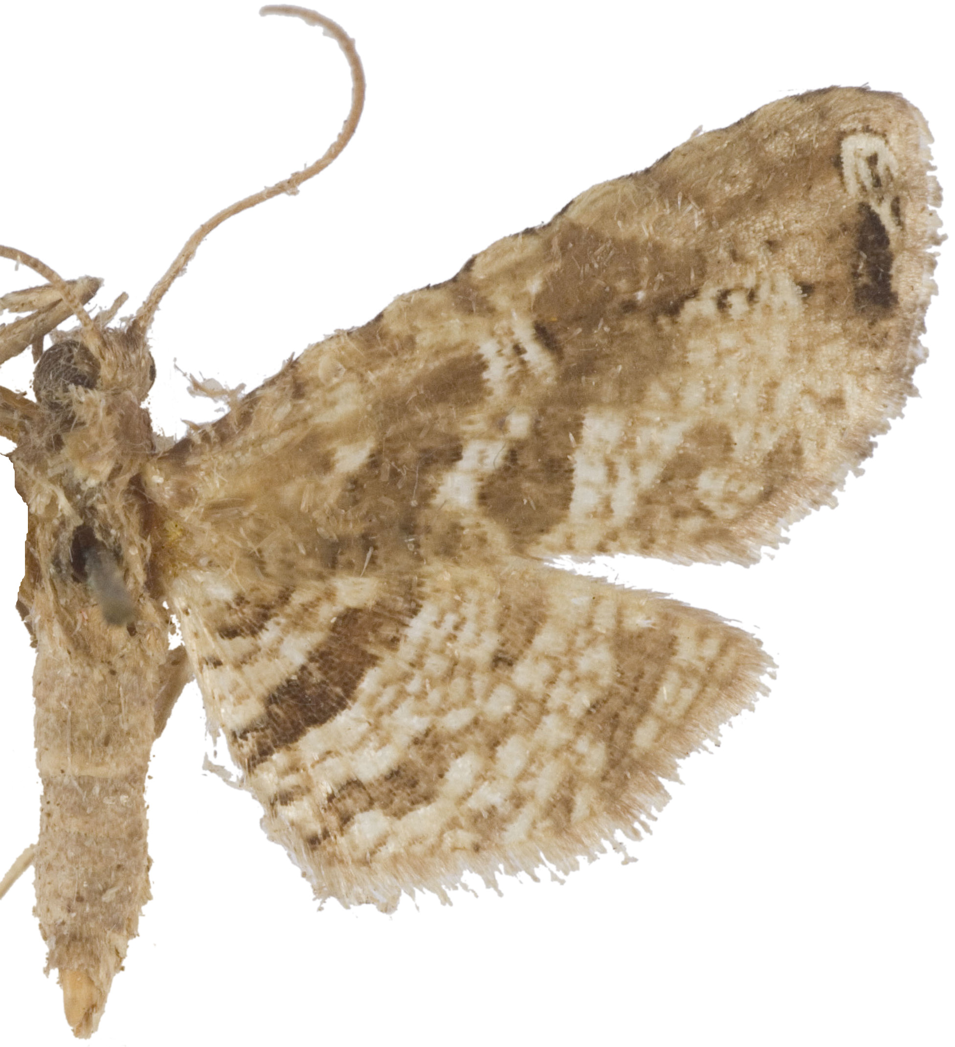 Collinsa sp. 20