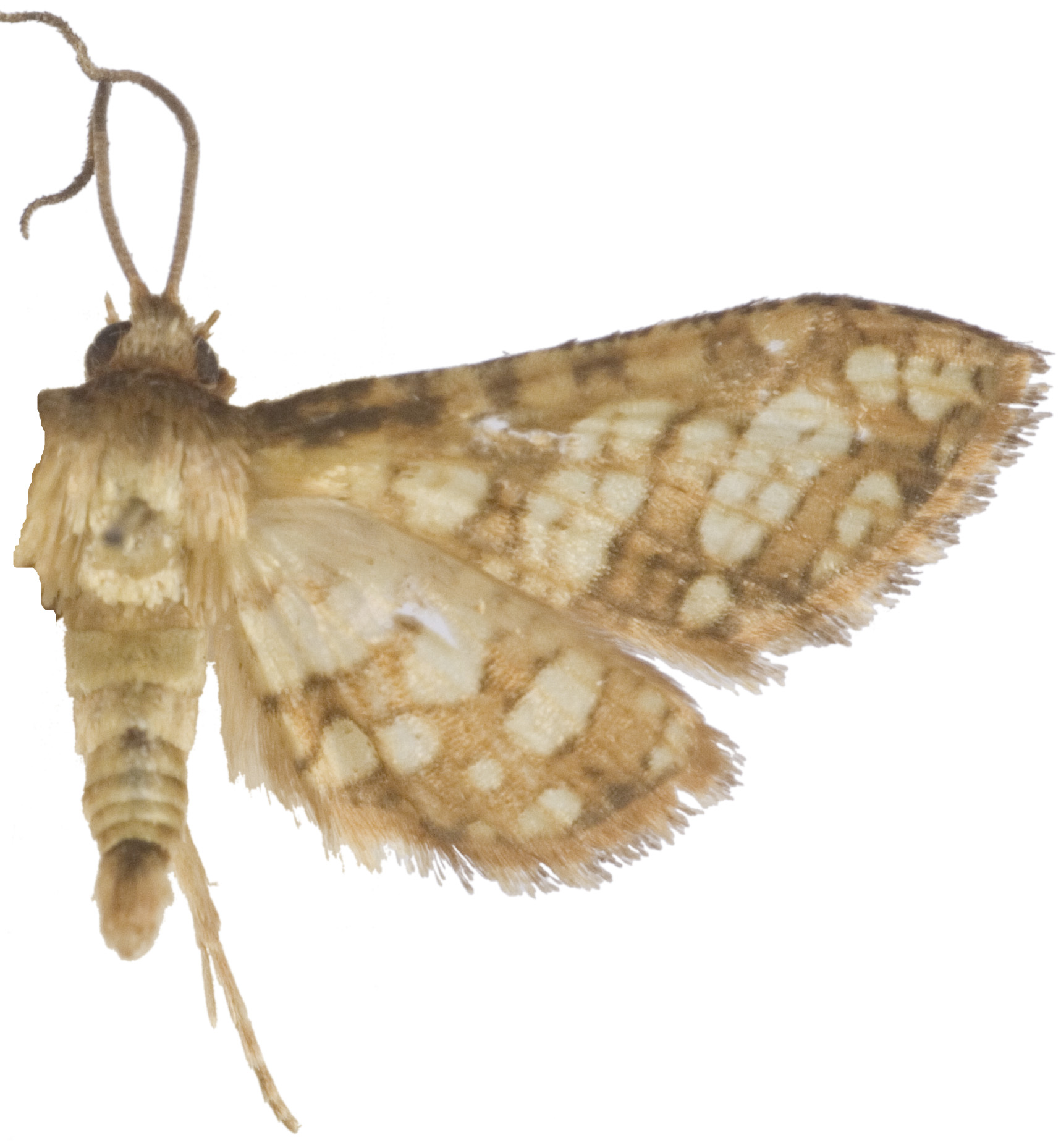 Collinsa sp. 21