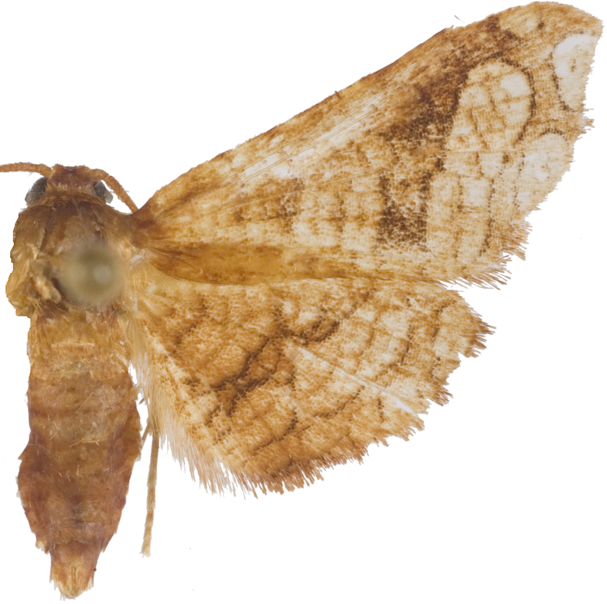 Collinsa sp. 22