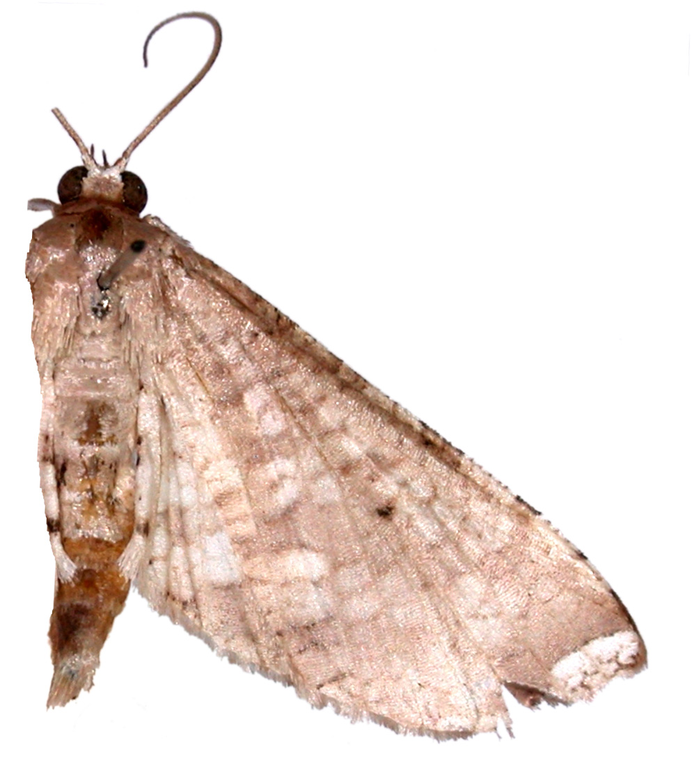 Collinsa sp. 5