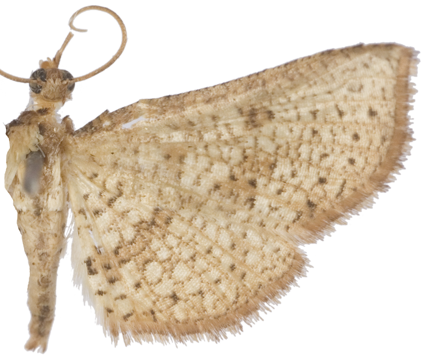 Collinsa sp. 7