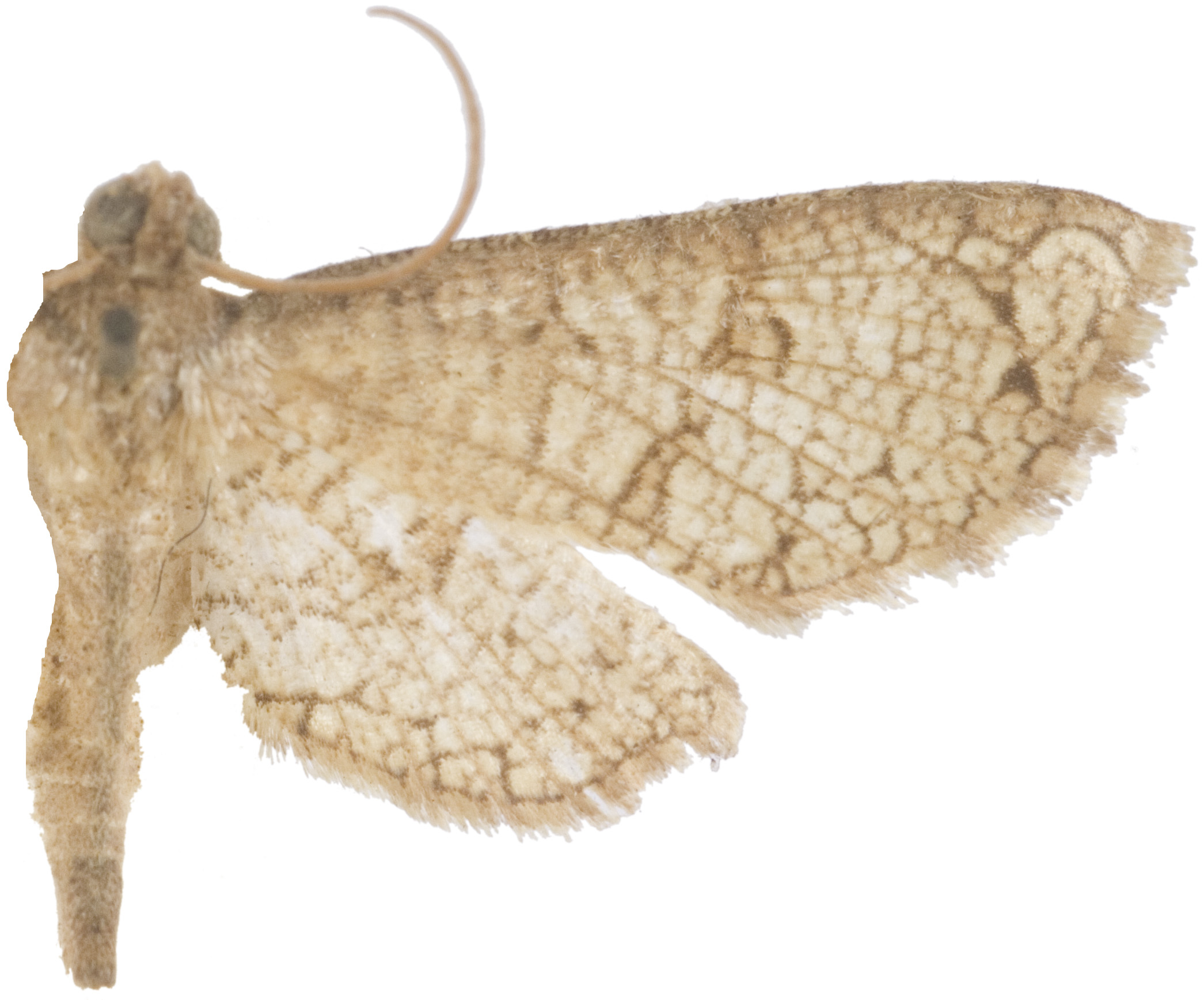 Collinsa sp. 10