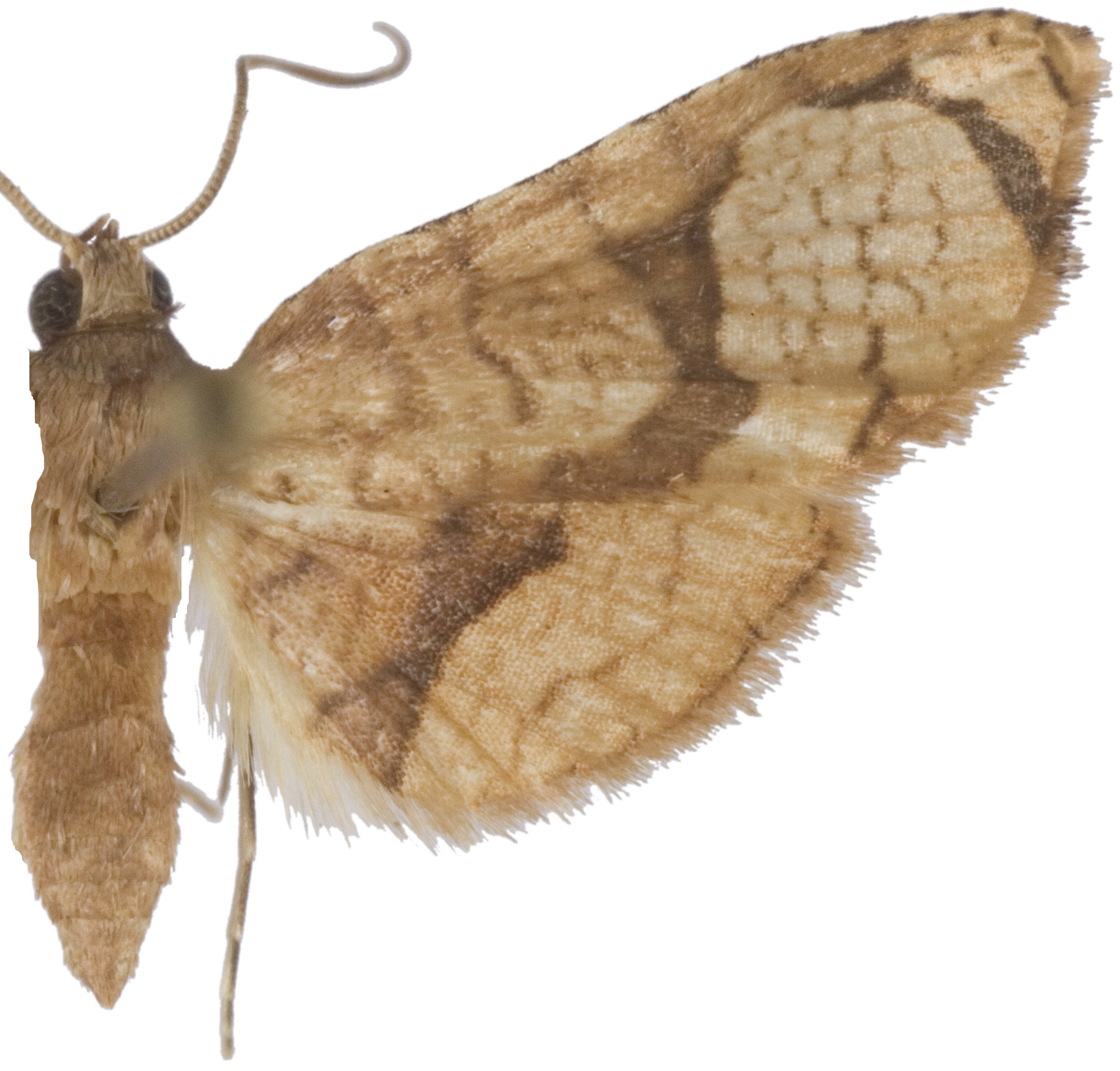 Collinsa sp. 11