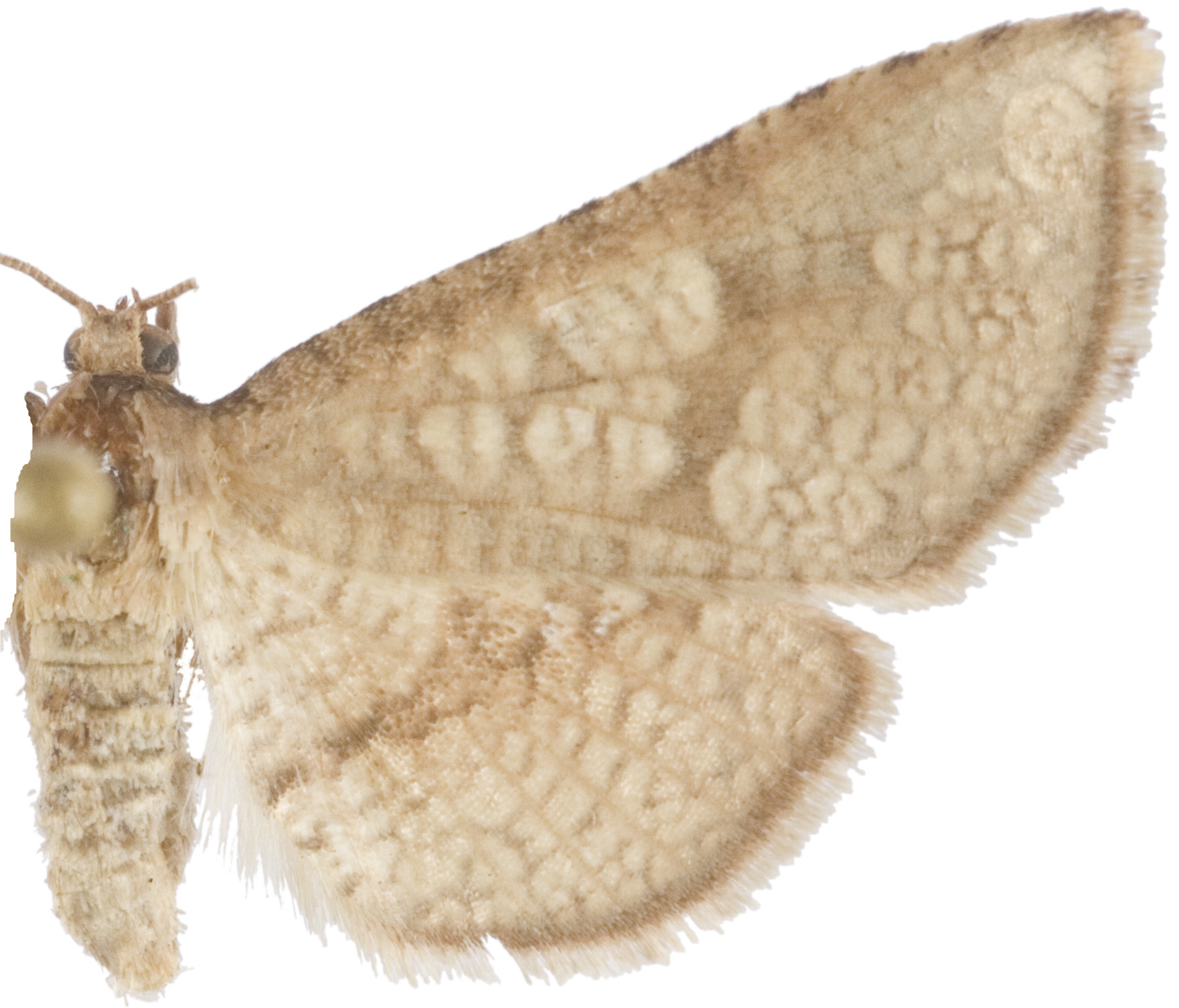 Collinsa sp. 12